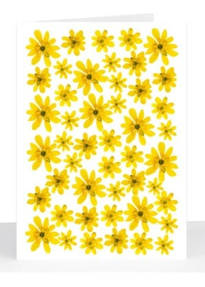 yellow daisies card